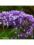 Limonium Sinuatum Blue River Deniz Lavantası Tohumu (30 Tohum) 1