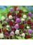 Gomphrena Globosa Mixed Medine Çiçeği Tohumu (50 Tohum) 1