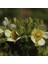 Potentilla Arguta Çiçeği Tohumu (100 Tohum) 1