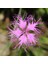 Püsküllü Pembe Dianthus Çiçeği Tohumu (50 Adet) 1