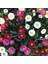Mix Katmerli Bellis Perennis Ponpon Ingiliz Çayır Papatyası Çiçeği Tohumu (100 Tohum) 1