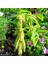 Amaranthus Caudatus Çiçeği Tohumu (50 Tohum) 1