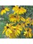 Nadir Golden Elegance Rudbekya Çiçeği Tohumu (50 Tohum) 1
