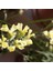 Limonium Sinuatum Deep Yellow Deniz Lavantası Tohumu (30 Tohum) 1