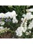 Limonium Sinuatum Pure White Deniz Lavantası Tohumu (30 Tohum) 1