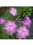 Dianthus Superbus Rose Bol Kokulu Karanfil Çiçeği Tohumu (100 Adet) 1
