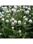Gomphrena Globosa Beyaz Medine Çiçeği Tohumu (50 Tohum) 1
