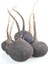 Doğal Black Prince Turp Tohumu (30 Tohum) 1