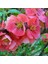 Tüplü Japon Ayvası (Japanese Quince) Fidanı 1