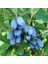 Tüplü Aromatik Nadir Bulunan Honeyberry Bal Yemişi Fidanı (50 Adet) 1