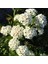 Tüplü Keçi Sakalı (Spirea-Ispirya) Fidanı 1