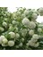 Tüplü Kartopu Viburnum Lucidum Fidanı 1