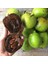 İdea Pazar Tüplü Nadir Çikolata Meyvesi Black Sapote Ağacı Fidanı(10-20 Cm) 2