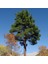 Tüplü Kızılçam Fidanı (Pinus Brutia) 1