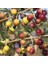 Tüplü Bodur Meyve Verme Durumunda Arbequina Zeytin Fidanı (Saksılı) 1