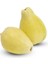 Tüplü Nadir Armut Guava Fidanı (Meyve Verme Yaşında) 1