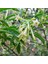 Tüplü Aromatik Melissa (Parfüm Çiçeği) Fidanı 1
