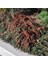 Tüplü Taş Elması Ağacı Fidanı (Cotoneaster) 1