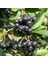 Tüplü Siyah Aronya (Black Aronia) Chokoberry Fidanı (15-20 Cm) 1