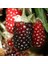 Tüplü Özel Üretim Verimli Melez Boysenberry Böğürtlen Fidanı 1