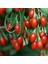 Tüplü Şifalı Goji Berry Kurt Üzümü Fidanı (10 Adet) 1