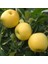 Tüplü Aşılı Yüksek Verimli Aromatik Golden Elma Fidanı 1