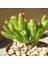 Crassula Ovata Gollum Shrek Sukulent(5.5 Luk Saksıda) 1