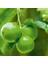 Tüplü Aşılı Lime Quat (Çekirdeksiz Misket Limon) Fidanı 1