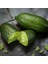 Tüplü Meyve Verme Yaşında Finger Lime Limon Fidanı (Sınırlı Stok) 1