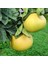 Tüplü Aşılı Nadir Bulunan Şadok Pomelo (Ağaç Kavunu) Fidanı 1