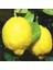 Tüplü Aşılı Bol Verimli Euroka Limon Fidanı 1