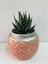 Pembe Saksıda Aloe Tiki 1