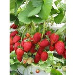 10 Adet Albion Açık Kök Frigo Tz.yediveren Çilek Fidesi Fidanı