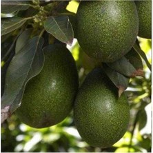 Sağ Tarım Tüplü Aşılı Iri Meyveli Fuerte Avokado Fidanı 2 Yaş