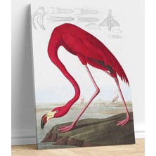 VeraStore Amerikan Flamingo John James Audubon Kanvas Tablo