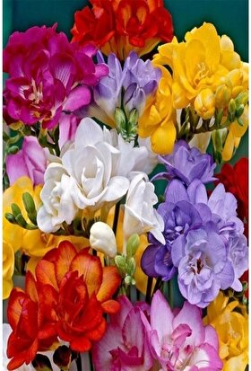 Nandina Botanik 12 Adet Mis Kokulu Frezya Soğanı-Katmerli Karışık Pastel Renkler