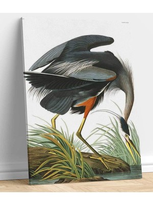 VeraStore John James Audubon Büyük Mavi Heron Kanvas Tablo