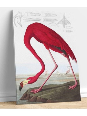 VeraStore Amerikan Flamingo John James Audubon Kanvas Tablo