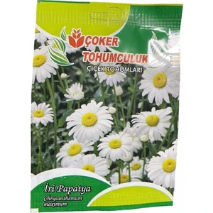 Iri Papatya Çiçek Tohumu