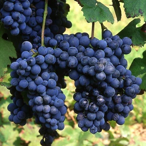 İdea Pazar Tüplü Şaraplık Syrah (Şiraz) Üzüm Asma-Bağ Fidanı