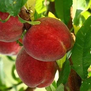 İdea Pazar Tüplü Aşılı Aromatik Kendine Verimli Geleneksel Carselet Şeftali Fidanı