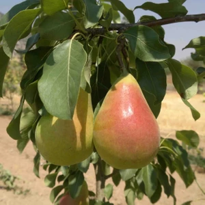 İdea Pazar Tüplü Aşılı Yüksek Verimli Erkenci Etruşka (Etrusca) Armut Fidanı