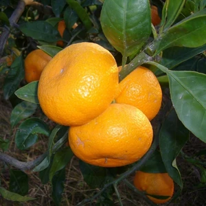 İdea Pazar Tüplü Aşılı Bol Sulu Verimli Rize Satsuma Mandalin Fidanı