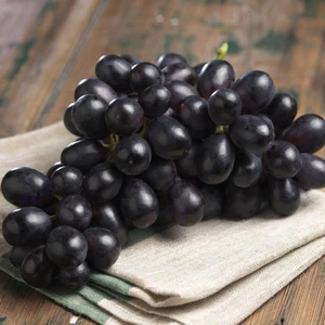 Sağ Tarım Tüplü Antep Karası Üzüm Fidanı 2 Yaş (Asma -Bağ)