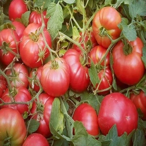 Pembe Köy F1 Domates Fidesi (5 Adet)
