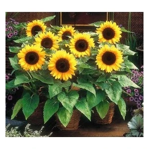 Köy Tohumları 10 Adet Tohum Süs Ayçiçeği Tohumu Çiçek Tohumu Saksı Toprak