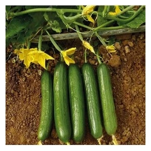 Köy Tohumları 20 Adet Tohum Yerli Çengelköy Salatalık Tohumu Mis Kokulu Erkenci Köy Salatalık Tohumu