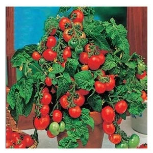 Köy Tohumları 100 Adet Tohum Süper Paket Cherry Domates Tohumu Saksılık