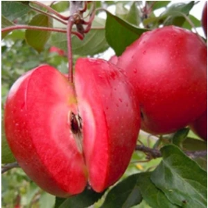 Red Love (Içi-Dışı Kırmızı) Elma Fidanı Aşılı-Tüplü