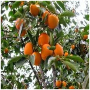 Aşılı Tüplü Trabzon Hurması Fidanı